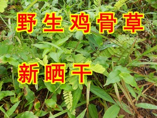 鸡骨草叶茶 野生鸡骨草护肝茶 广西野生鸡骨草全叶鸡骨草500g包邮