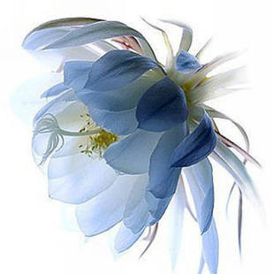 盆栽高档植物琼花月下美人蓝色昙花红黄老桩扦插带根昙花当年开花