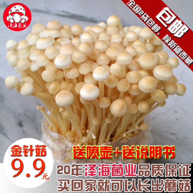 蘑菇女王金针菇菌包食用菌菌种菌包蘑菇种子多肉阳台种植蘑菇菌包