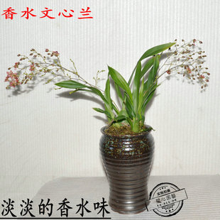 香水兰花 台湾新品 迷你文心兰花 罗梦香 带香水味跳舞兰 带花苞