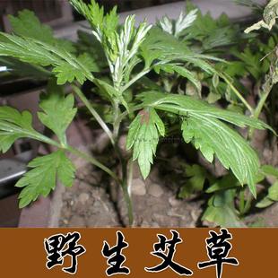 野生艾草苗盆栽蔬菜种子香艾草阳台 盆栽野生九尖蕲艾夏季驱蚊草