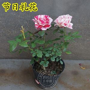 月季节日礼花图片