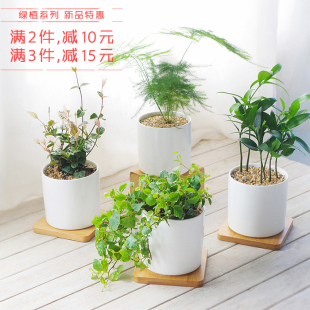 屿路 绿植盆栽园艺花卉文竹竹柏办公桌简约植物摆件室内盆景包邮