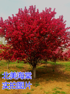 北美海棠大树苗图片