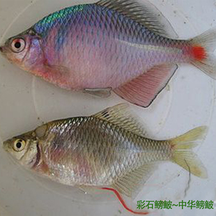 中华鰟鲏 彩石鳑鲏 旁皮鱼 原生鱼 冷水鱼 观赏鱼 特价优惠0.5元