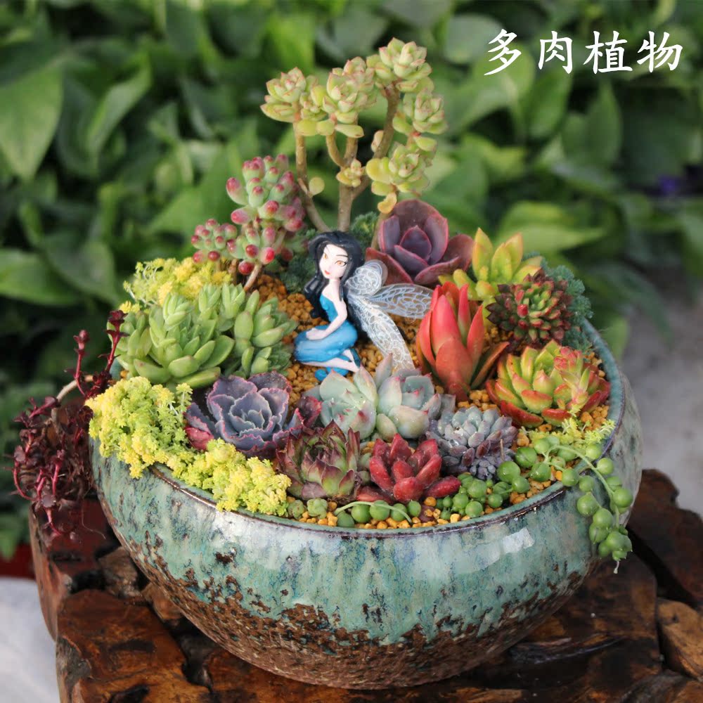 24款进口多肉植物组合盆栽包邮 防辐射肉肉 办公室桌面花盆绿植