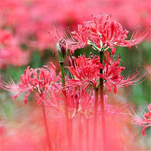 室内盆栽花卉植物彼岸花种球曼珠沙华红花四季开花郁金香百合石蒜