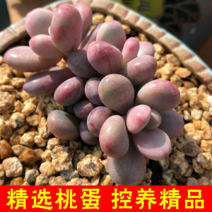 桃蛋多肉桃之卵 span class=h>多肉植物 /span>新手系列迷你呆萌小型 