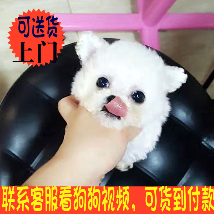 顽皮白色微茶杯母出售纯种小型犬宠物白贵宾泰迪狗幼犬活体F0299