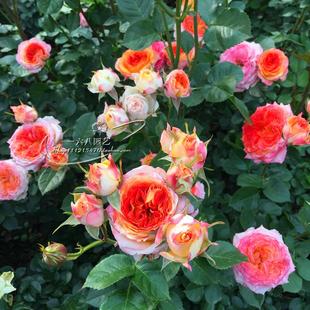 欧月浪漫玫瑰的面纱月季花多头灌木切花非常适合庭院地栽超赞品种