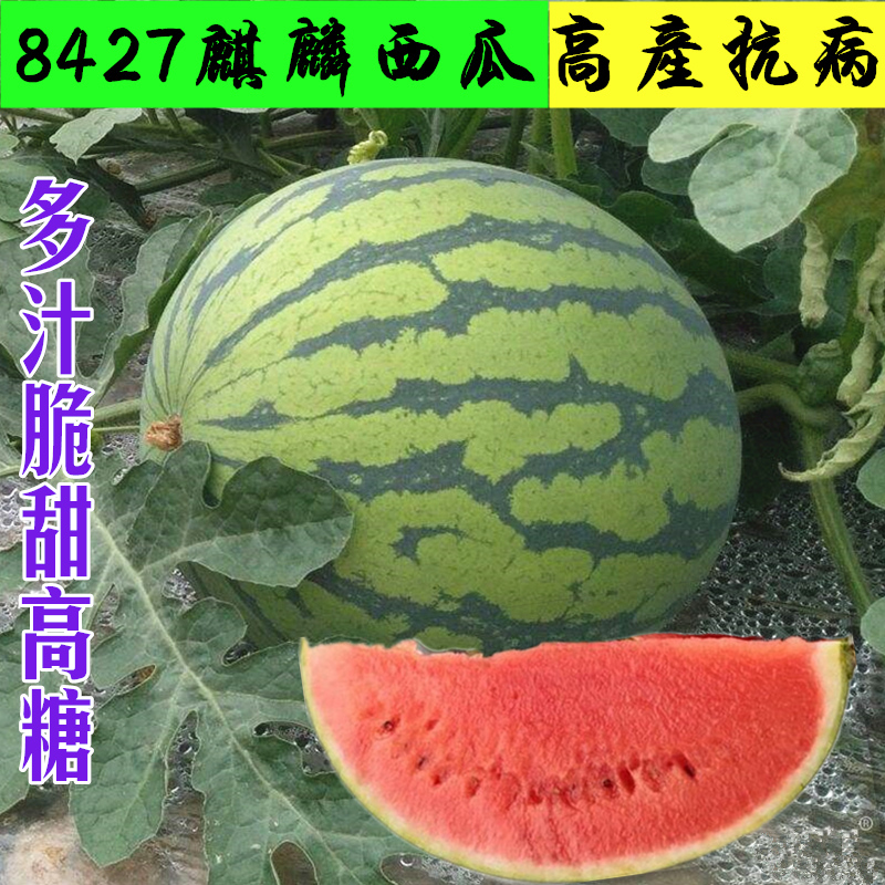 西瓜种子早佳8424甜王麒麟黑皮无籽瓜高产中早熟巨型特大西瓜种籽