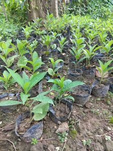 珍稀名贵树种非洲猴面包树苗 可食用品种 2棵包邮 买3棵送1棵