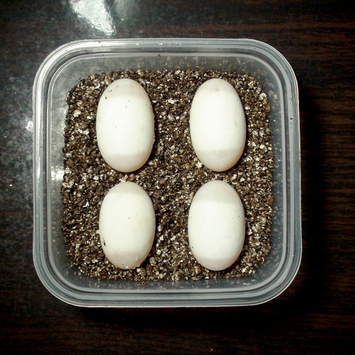大乌龟蛋受精卵可孵化小龟精品龟中华草龟小鳄龟优惠包邮