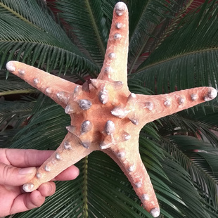 海星