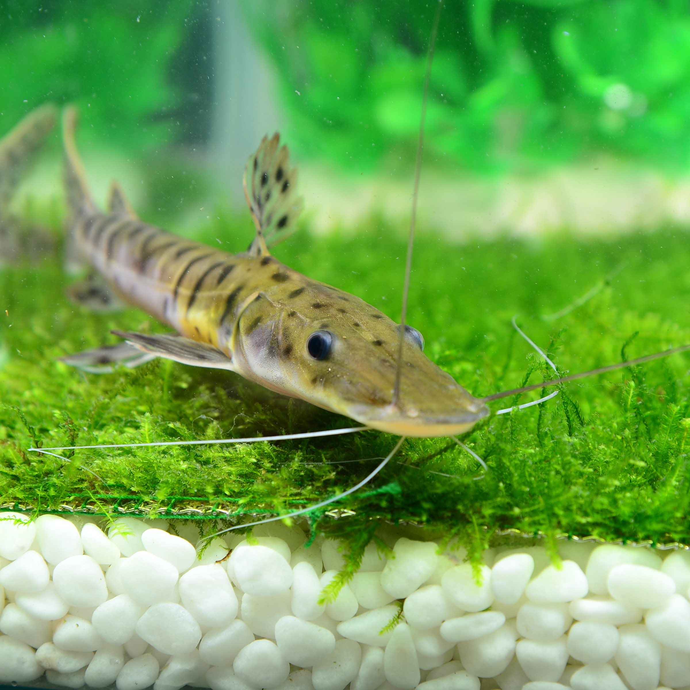 虎纹鸭嘴 鲨鱼虎皮兽虎鲶底层鳄鱼 热带观赏鱼水族宠物 鸭嘴鲨鱼