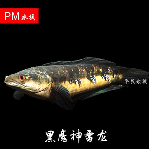 class=h>龙鱼 /span>活体进口马来西亚黑魔神雷龙淡水鱼观赏鱼
