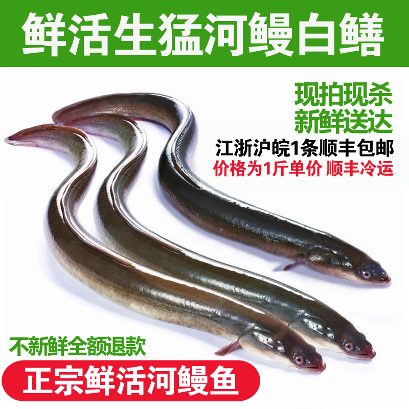 新鲜生猛白鳝鲜活鳗鲡青鳝白鳗河鳗鳗鱼现杀寿司白鳝鱼500g