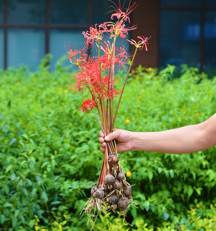 四季种植彼岸花盆栽曼珠沙华石蒜曼陀罗开花室内花卉观花植物包邮