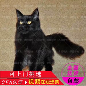 class=h>猫咪 /span>烟灰色缅因猫纯白纯 span class=h>黑 /span>缅因