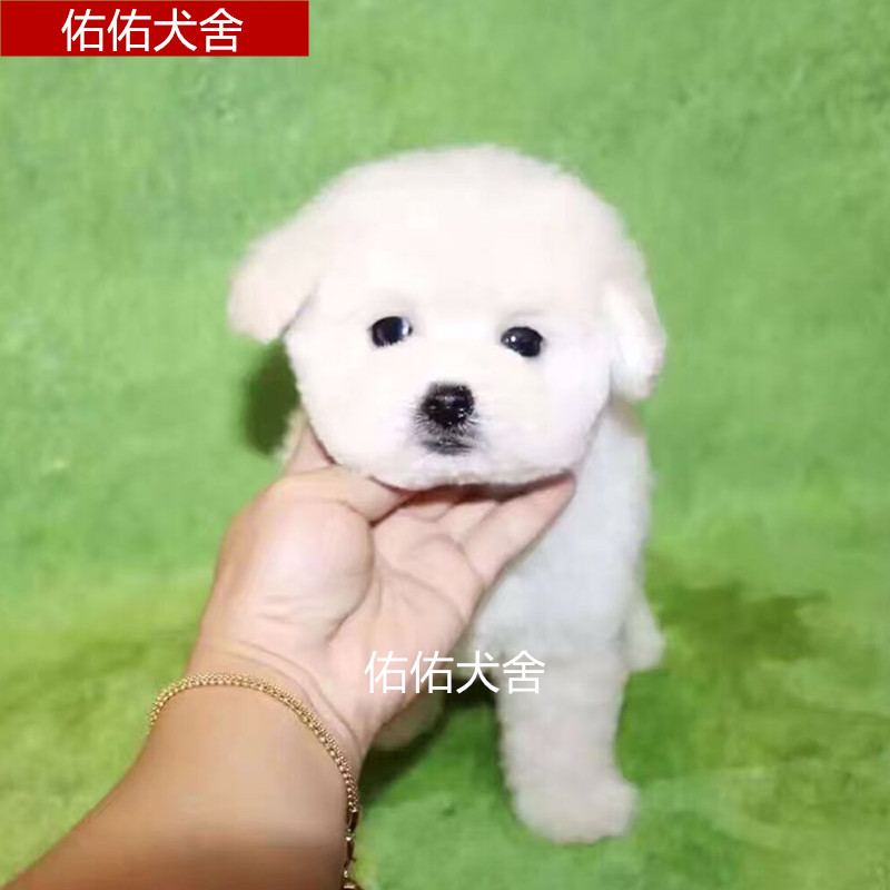 泰迪犬纯种茶杯幼犬白色宠物狗家养棕色烟灰色白色活体迷你贵宾犬