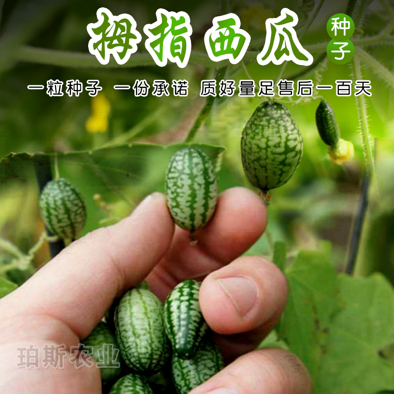 寿光蔬菜种子 拇指西瓜手指黄瓜味迷你西瓜阳台盆栽四季播包邮