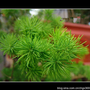 盆景 蓬莱松 花卉植物 盆栽 水松 长寿松 绣球松 五针松 盆栽绿植