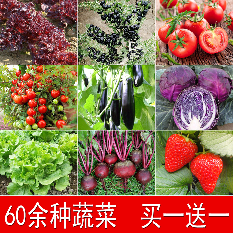 农家蔬菜种子四季播阳台水果种籽西瓜草莓番茄辣椒秋葵青菜包邮