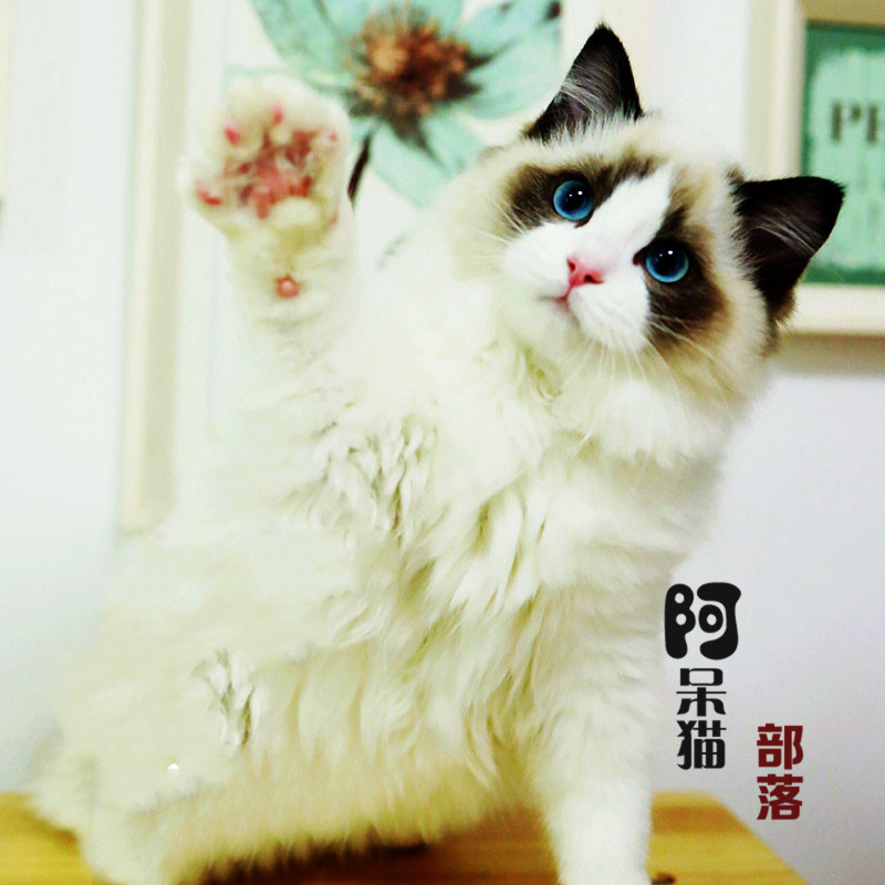 【布偶猫】双色蓝眼布偶猫波斯猫小奶猫矮脚纯种宠物猫布偶猫活体