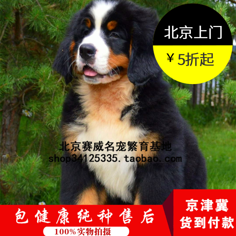 纯种瑞士伯恩山犬幼犬活体大型伯恩山巨型搜救犬北京出售宠物狗狗
