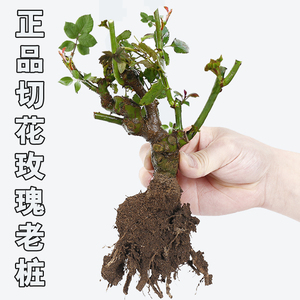 蔷薇玫瑰月季花苗 span class=h>老桩 /span>老根花卉绿植盆栽 span