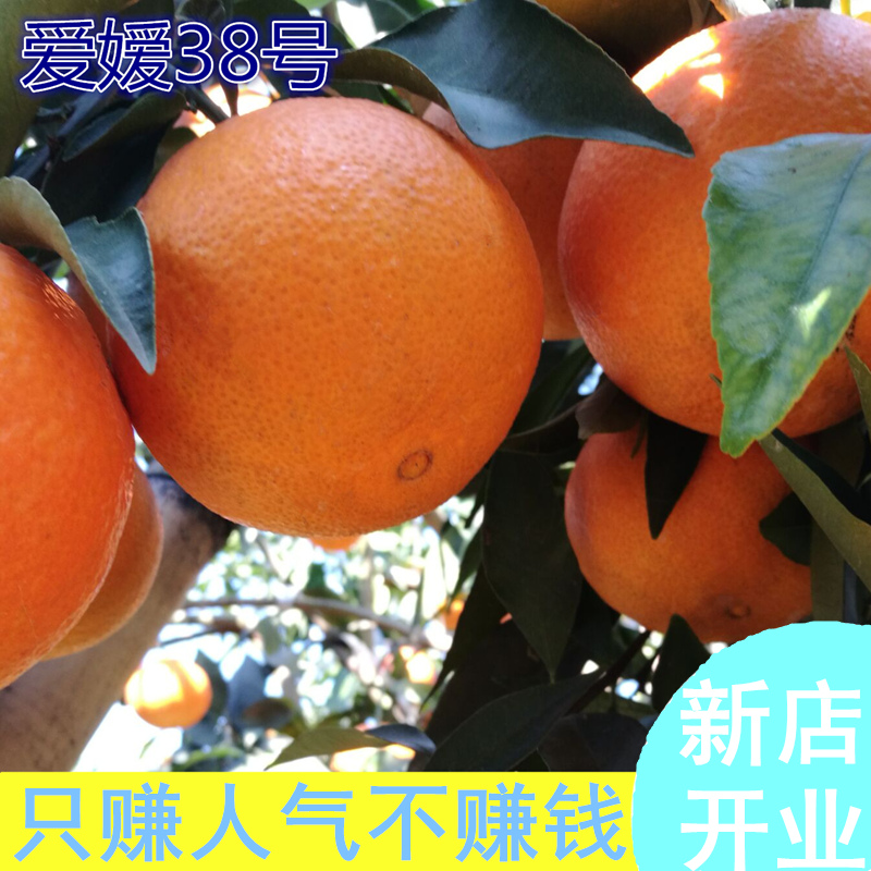 正宗四川爱嫒38号果冻橙网红新鲜爱园爱缘缓暖橘橙蜜柑果冻橙子5