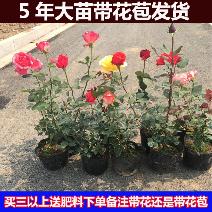 大花月季花苗 盆栽 浓香 芳香大花玫瑰四季开花带花苞发货欧月