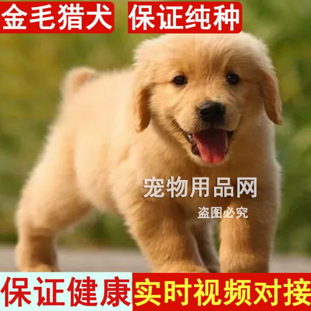 纯种金毛猎犬幼犬活体中型犬家养黄金猎犬宠物狗活体狗狗
