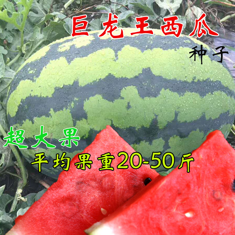 巨型西瓜种子 早熟高产 特大懒汉西瓜种籽 高糖超甜春播蔬菜水果