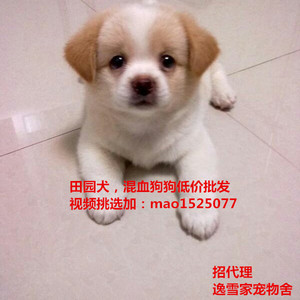 土狗幼犬价格