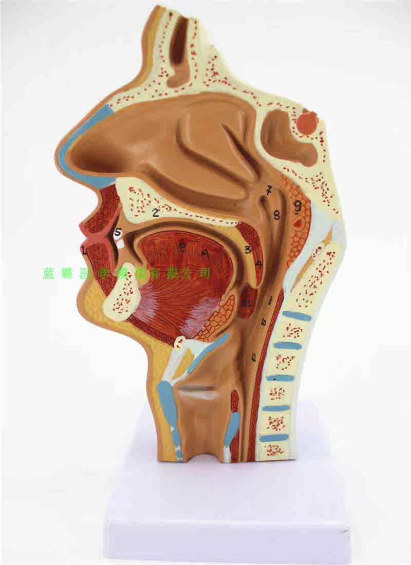 头部解剖模型 口鼻咽喉内侧面血管神经模型 人体鼻腔口腔咽喉解剖