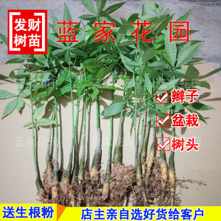 发财树小苗 辫子发财树 树头 办公桌面绿植观叶 防辐射