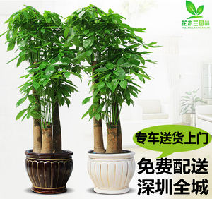 植物发财树客厅图片