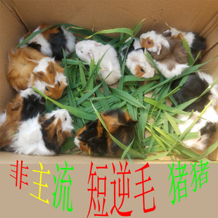 荷兰猪