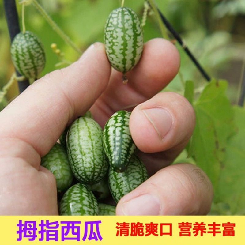 拇指西瓜种子 有机拇指迷你水果阳台可留种进口小盆栽四季播种