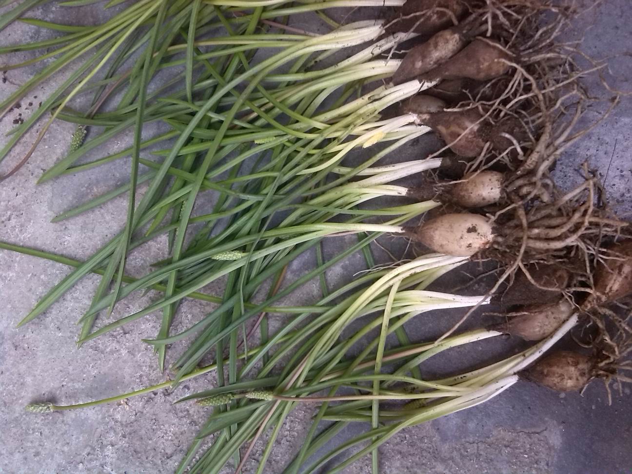 【花儿花圃】绵枣儿scilla litardieri球根包邮可以吃的植物熬汤