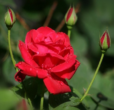 玫瑰花苗 玫瑰苗 月季花苗 室内盆栽多品种开花当年小苗价格