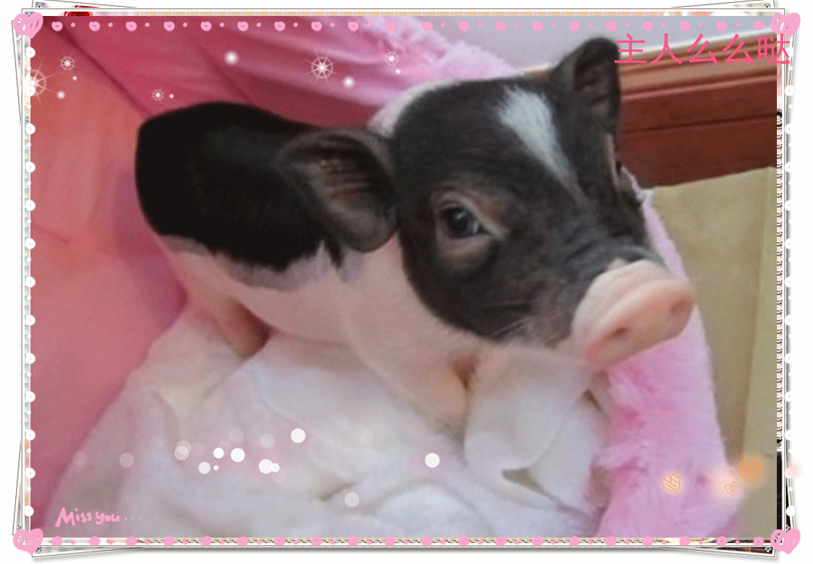 6折) 淘宝 养殖场大量货源供应泰国迷你小香猪活体宠物猪【母mm】5只