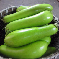 农家自种绿色时令蔬菜新鲜绿皮青皮茄子有机无农药化肥