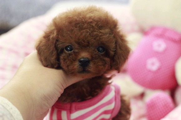 纯种茶杯体小型泰迪犬幼犬精品赛级紫红色苹果头泰迪狗狗支持视频