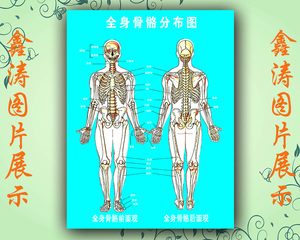  span class=h>人体 /span> span class=h>全身 /span>骨骼分布图面部