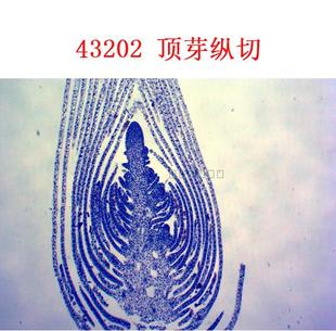 中小学生物显微玻片 顶芽纵切 石蜡切片 大河医