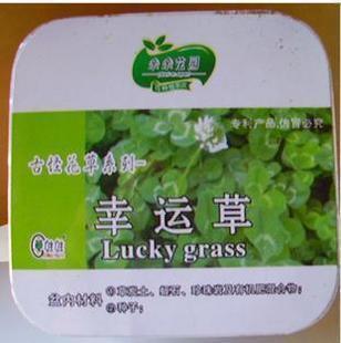 2017新款幸运草_爆款幸运草_幸运草品牌_特价幸运草-图片