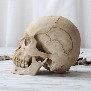 道具 仿真人骷髅头万圣节鬼屋头骨模型美术教学 恐怖人体解剖