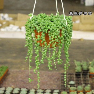 【长佛珠多肉植物价格】最新长佛珠多肉植物价